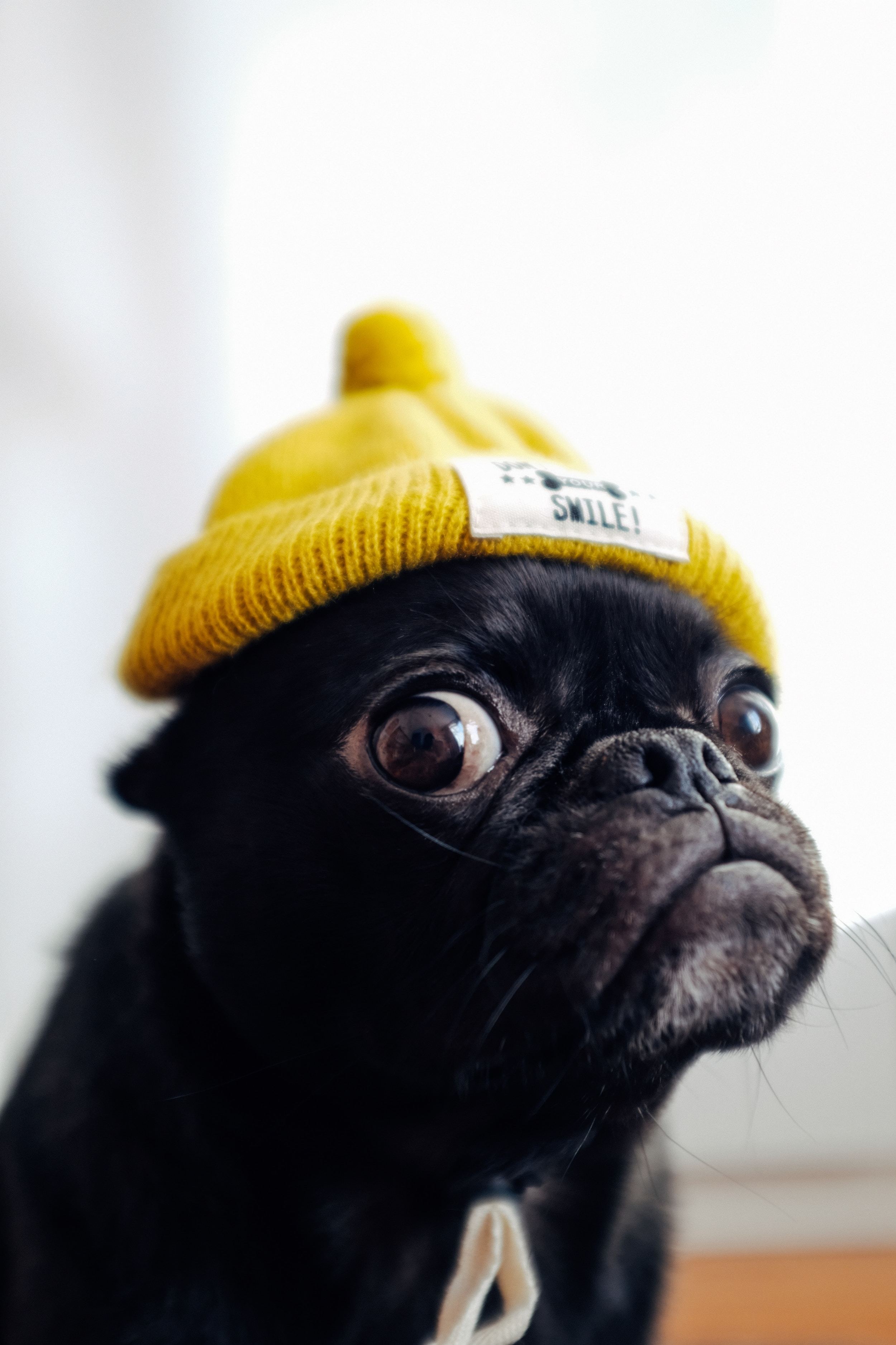 A small black pug wearing a black hoodie and yellow ski hat, with widened eyes of disbelief.