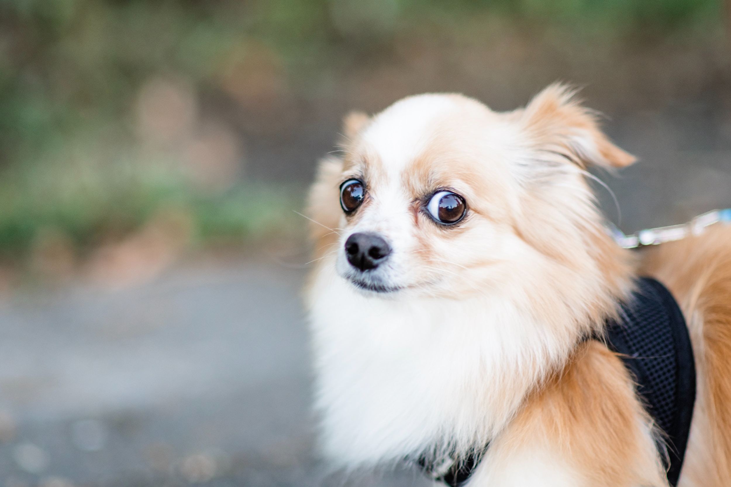 A cute, small, fluffy, tan and white dog with a look of overwhelming confusion, looking into the camera.