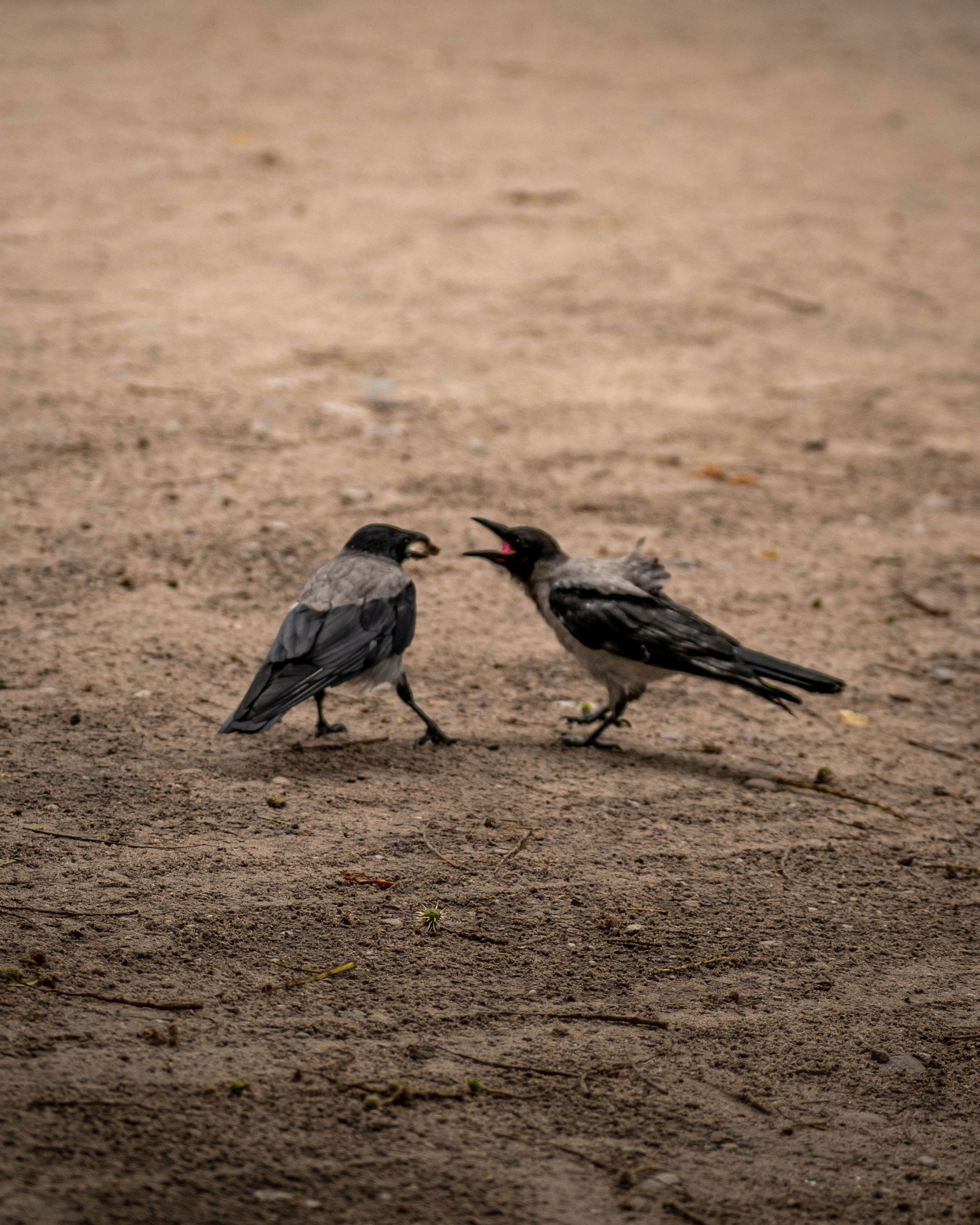 A pair of birds on the ground facing each other, one appears to be yelling at the other that has gotten the bit of food they were both after.