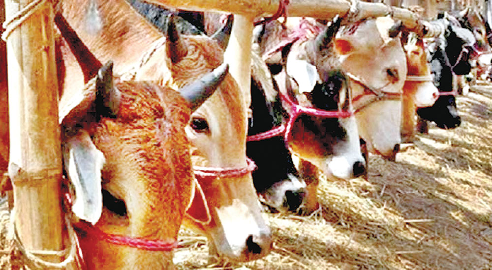 পশুর হাটে র‌্যাব-পুলিশের  নিরাপত্তার পরিকল্পনা