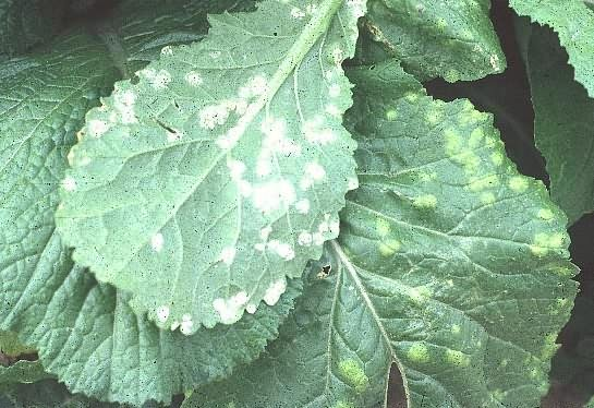 White rust disease of Mustard