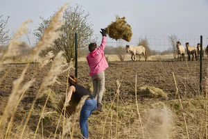 Animal activists feed the horses, deer and cattle by throwing hay over the fences of the Oostvaardersplassen nature reserve.