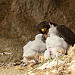 Peregrine Falcon feeding the 3 chicks