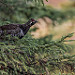 Spruce Grouse / Tétras du Canada