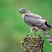 Sparrowhawk (Female)