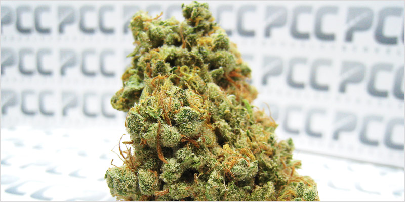 10 sativa ci 6 Top 10 Sativa Strains