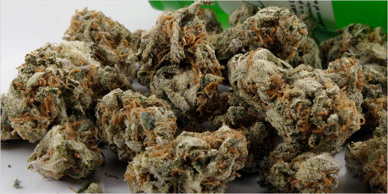 10 sativa ci 1 Top 10 Sativa Strains