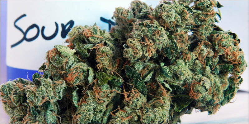 10 sativa ci 2 Top 10 Sativa Strains