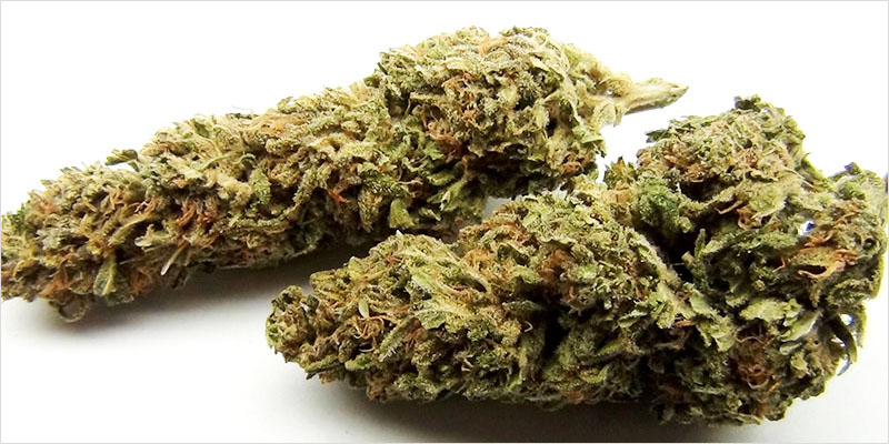 10 sativa ci 7 Top 10 Sativa Strains