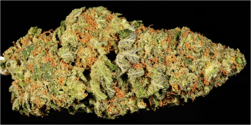 10 sativa ci 5 Top 10 Sativa Strains