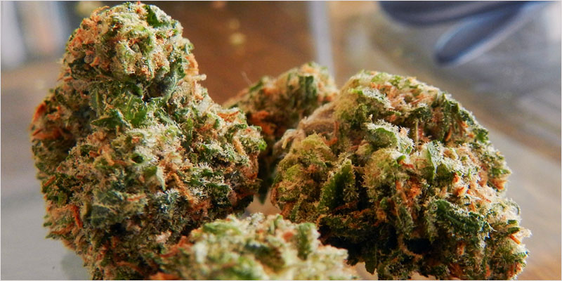 10 sativa ci 4 Top 10 Sativa Strains