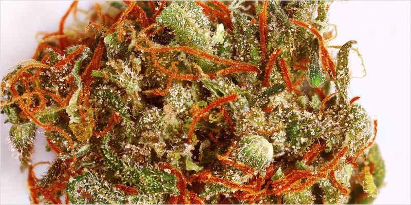 10 sativa ci 3 Top 10 Sativa Strains