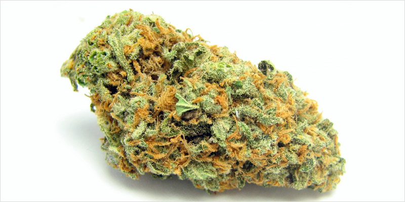 10 sativa ci 9 Top 10 Sativa Strains