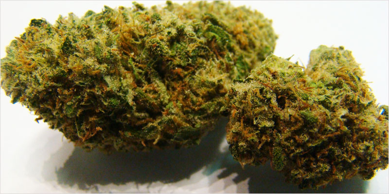 10 sativa ci 10 Top 10 Sativa Strains