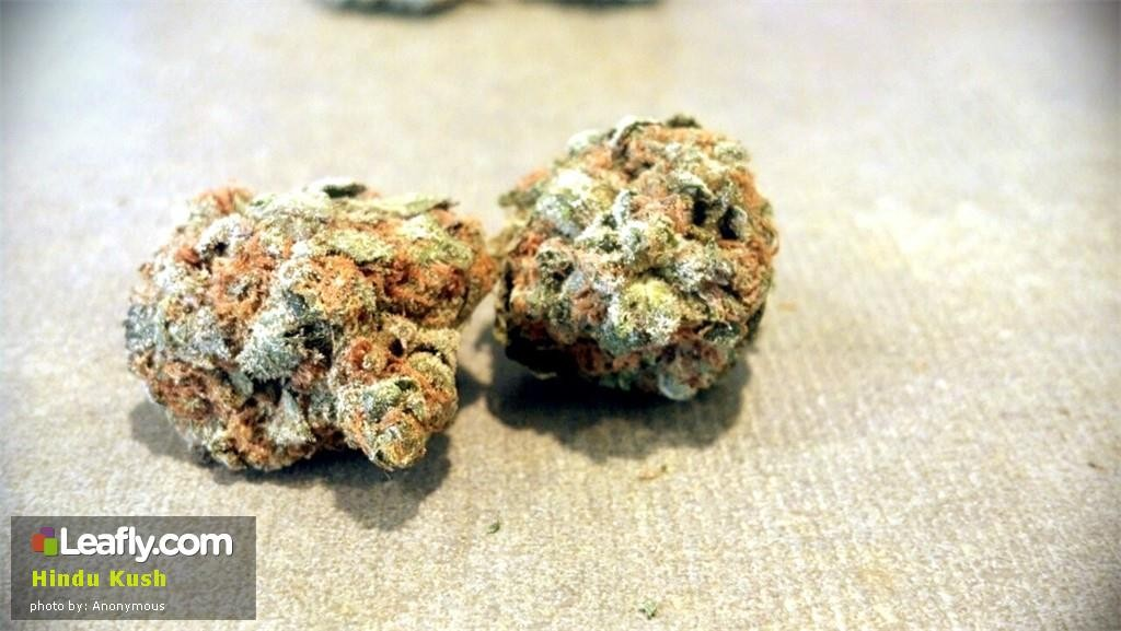 hindu kush  primary 0b10 1024x577 10 Brand New Marijuana Strains to Try