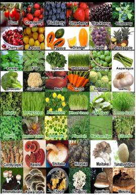 COMPLETE PHYTO-ENERGIZER