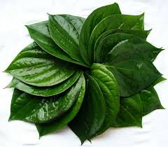 obat sipilis alami bahan daun sirih