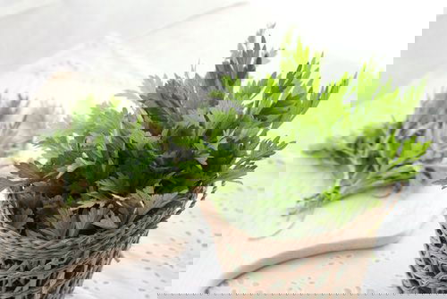 Chữa thoát vị đĩa đệm bằng ngải cứu