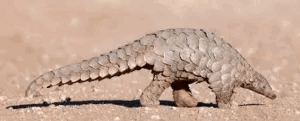 Pangolin