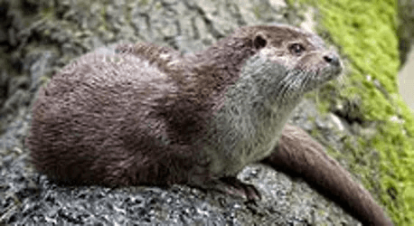 Eurasian_Otter