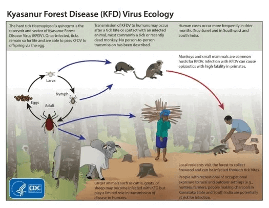 Virus_Ecology