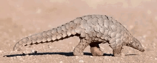 Pangolin