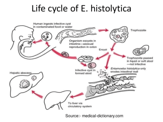 life_cycle_histolytica