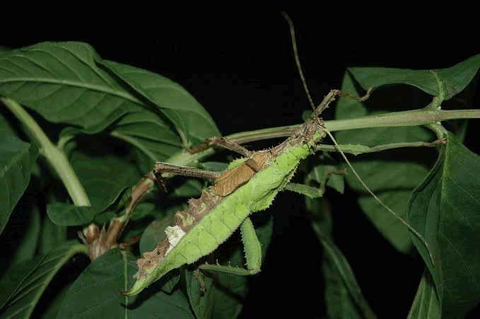 gynandromorphs