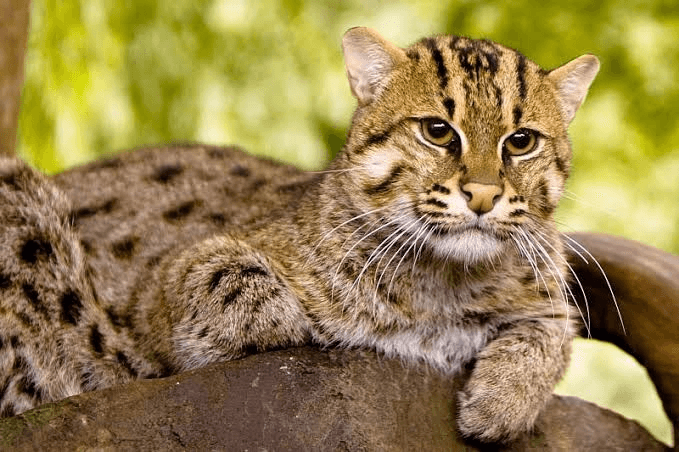 fishing_cats