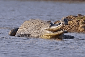 gharial