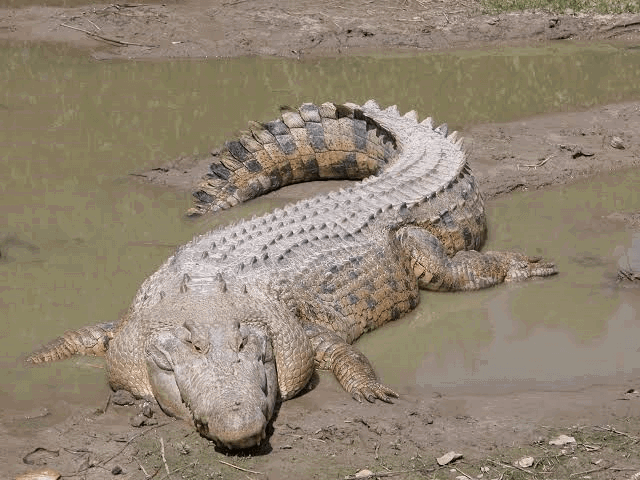 saltwater_crocodile