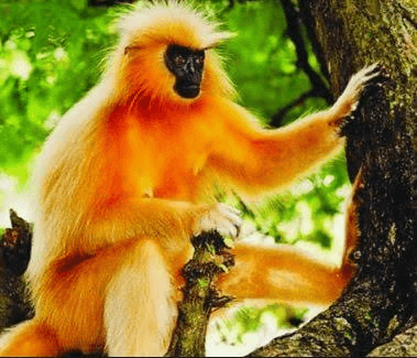 Golden_Langurs