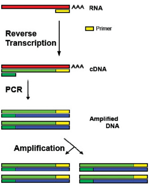 RNA