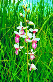 orchid_species