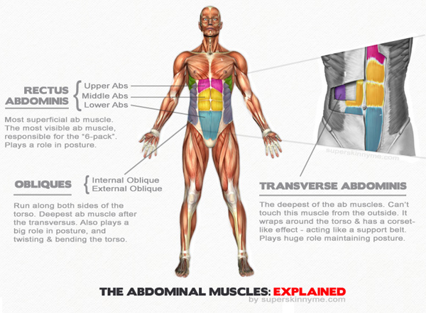 Gráfico de músculos abdominais