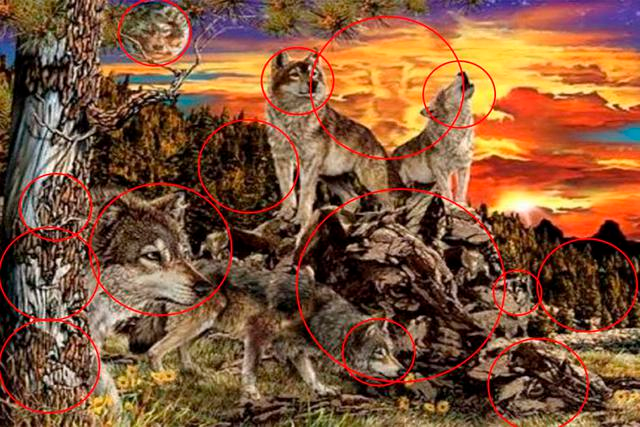 Exactamente hay 14 lobos en la ilustración. ¿Tú cuantos lograste ver?|Foto: Namastest