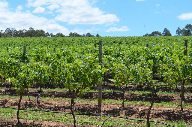 Hunter Valley Wineries