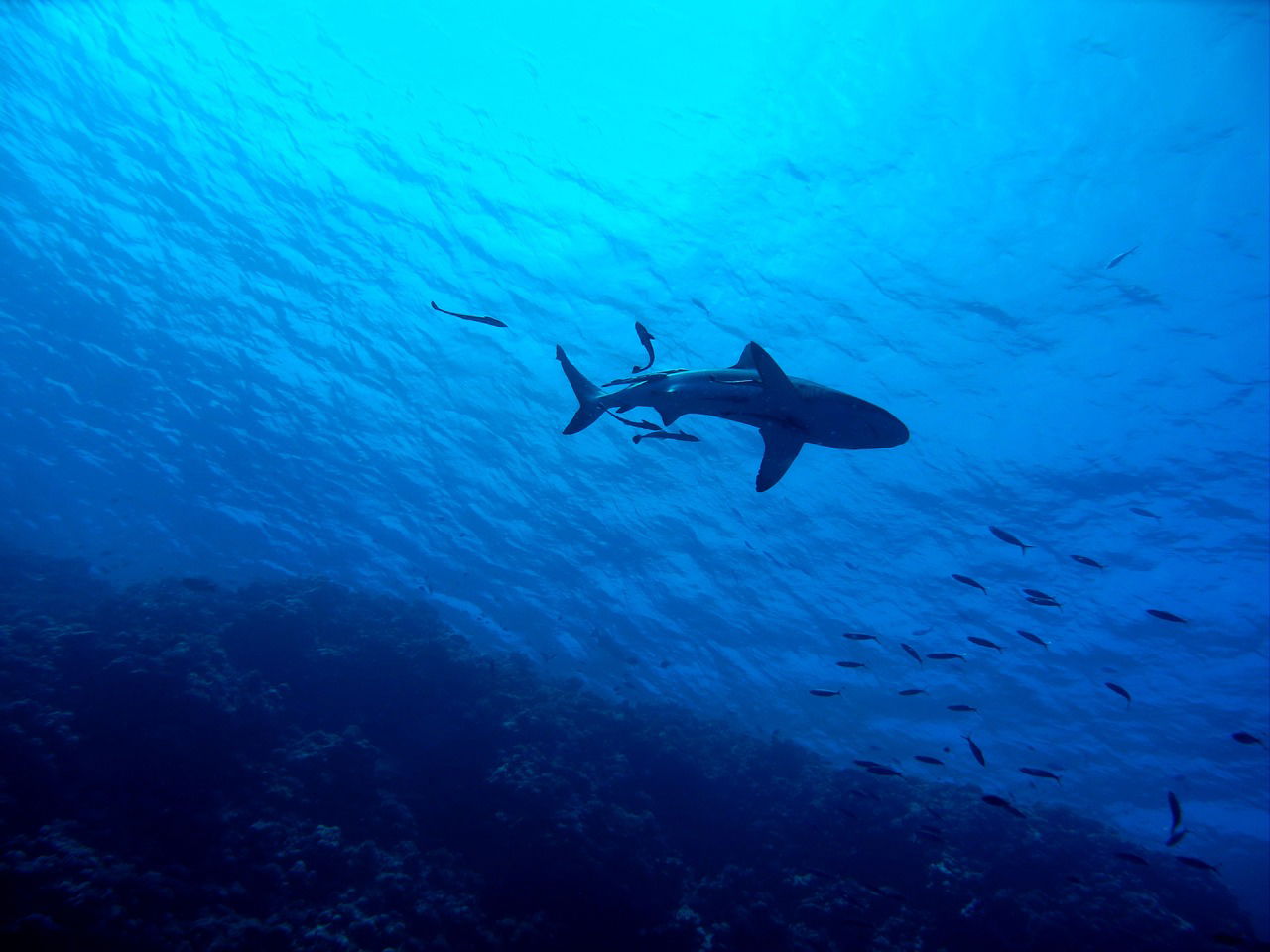 Shark Spotted in Great Barrier Reef