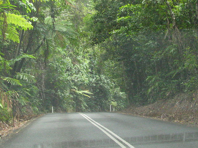 Daintree Rainforest