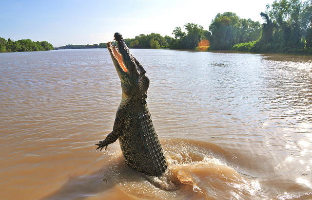 Darwin Jumping Crocodile