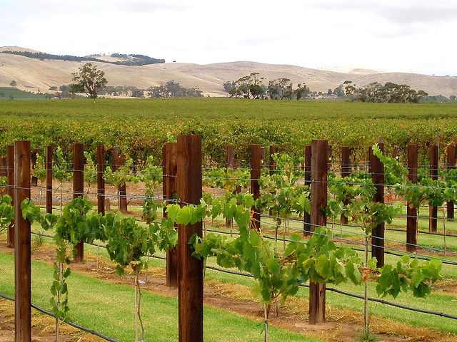 Barossa Valley