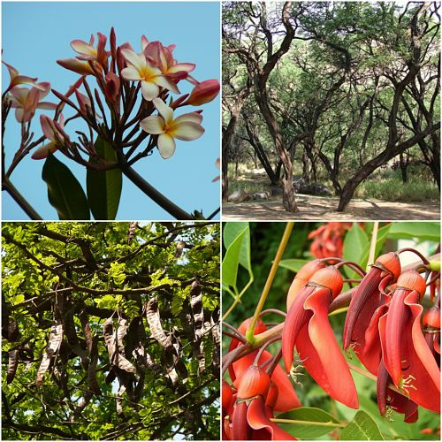 Collage con algunos de los tipos de flora de la costa peruana más comunes.