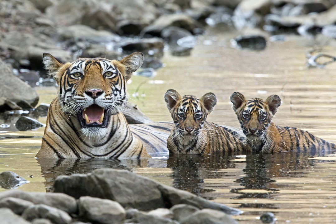 Golden Triangle tour with Ranthambore