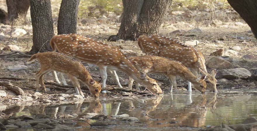 Golden Triangle Tour with Ranthambore