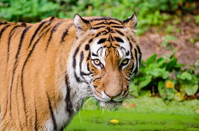 Golden Triangle tour with Ranthambore