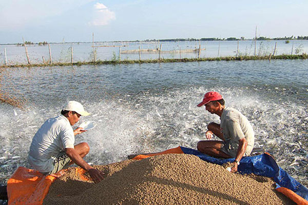 máy thổi khí con sò cạn