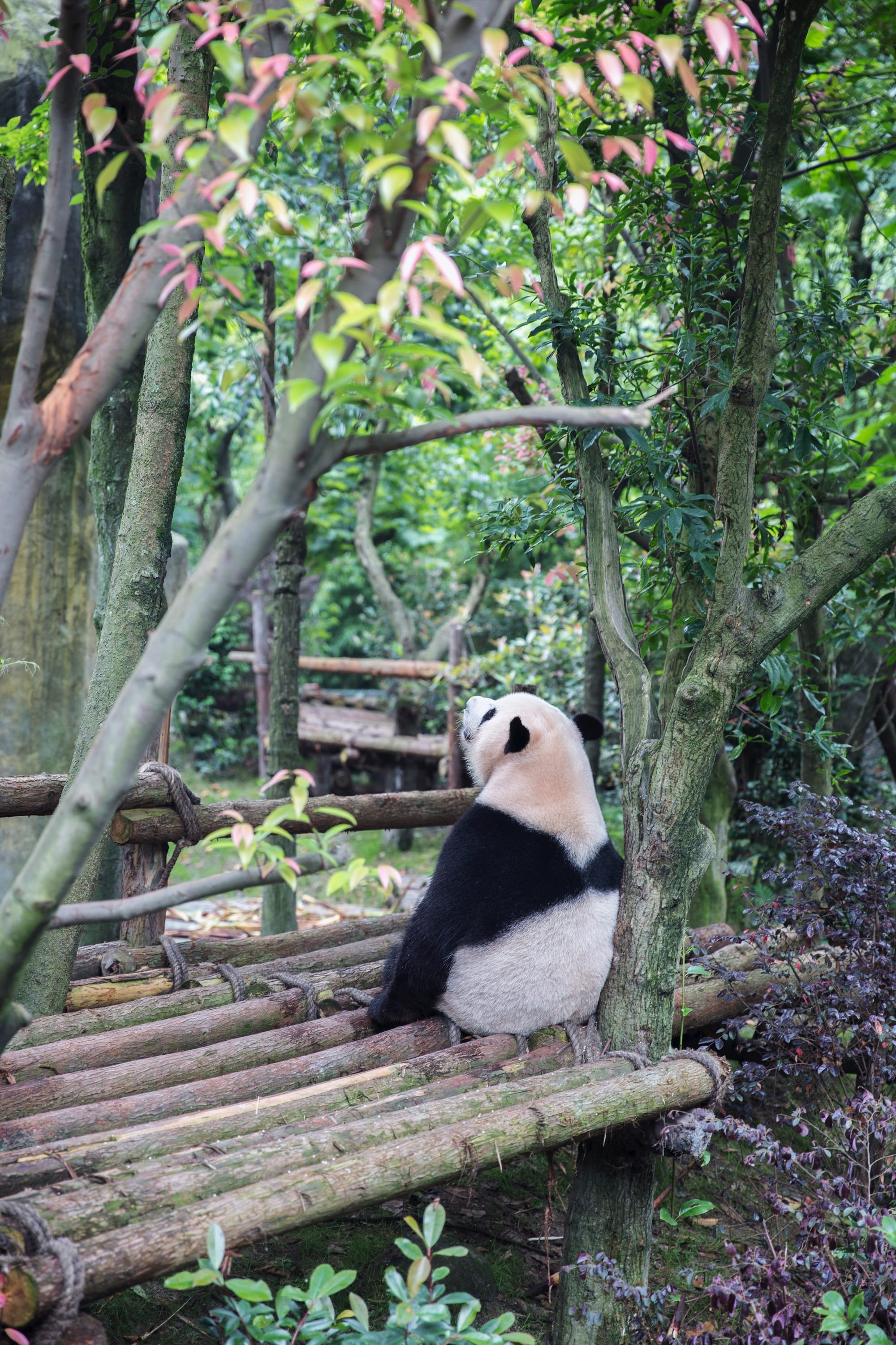 熊猫，成都，金婚旅行