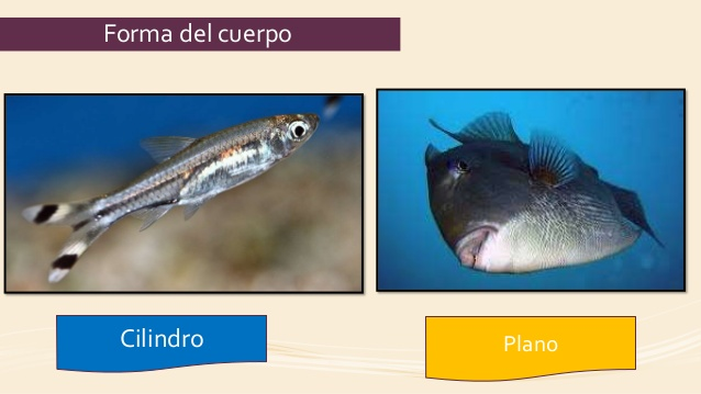 Forma del cuerpo Cilindro Plano  