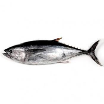 Image result for atun