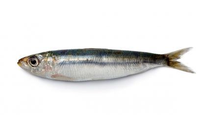 Image result for sardina